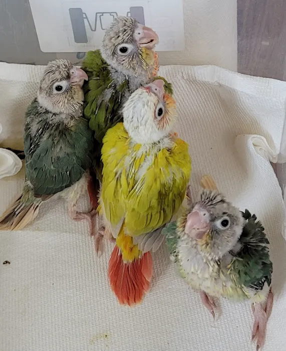 Exotic Birds By Windsong Picture 9