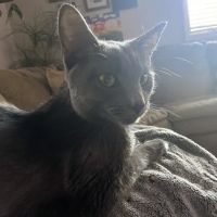 Corner Animal Hospital ico