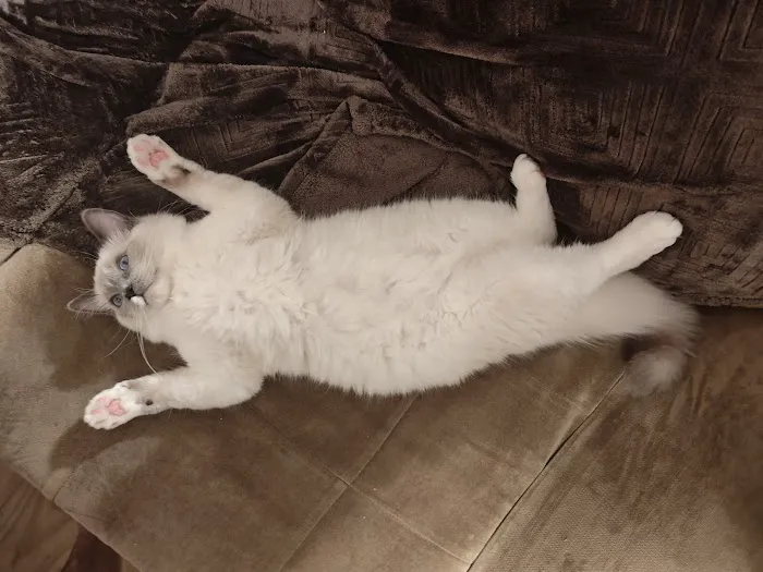 Just Cats Health Care Picture 8
