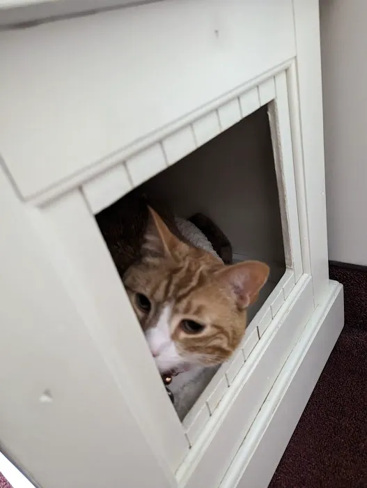 Just Cats Health Care Picture 2