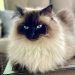 Just Cats Health Care