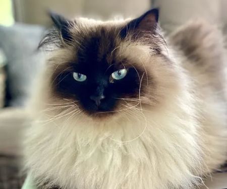 Just Cats Health Care