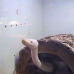 Slither & Swim