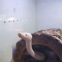 Slither & Swim ico