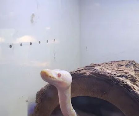 Slither & Swim