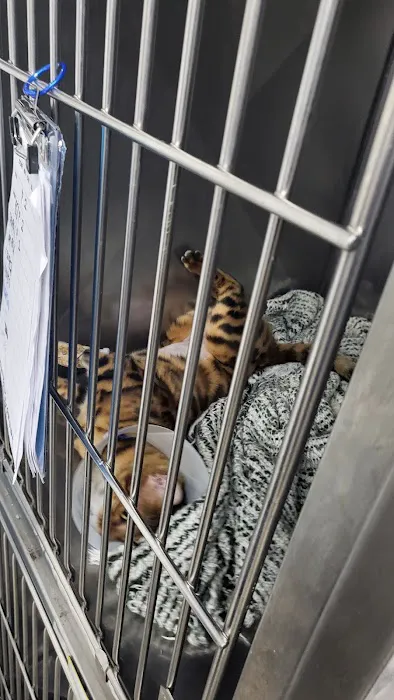 Animal Hospital of Elmont Picture 5