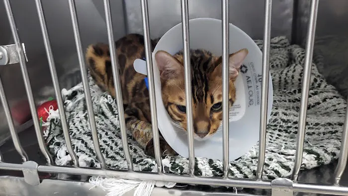 Animal Hospital of Elmont Picture 4