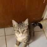 Animal Hospital of Elmont