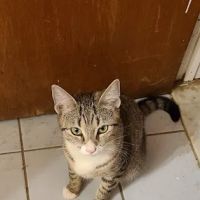Animal Hospital of Elmont ico