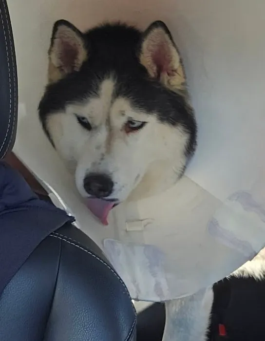Animal Hospital of Elmont Picture 7