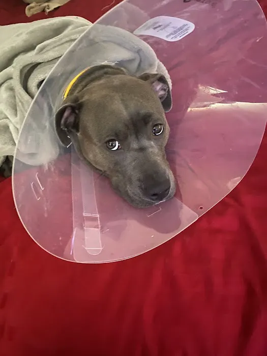 Animal Hospital of Elmont Picture 9