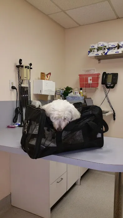Bellerose Animal Hospital Picture 2