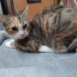 Bellerose Animal Hospital