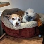 Veterinary Outpatient Treatment Center