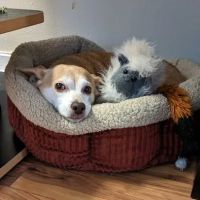 Veterinary Outpatient Treatment Center ico