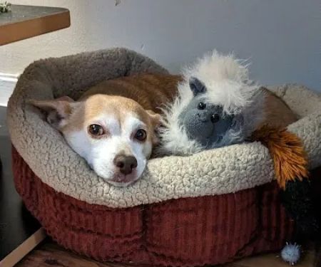 Veterinary Outpatient Treatment Center