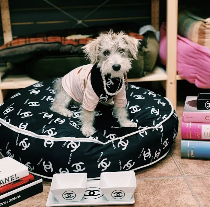 Community Pet Supplies - Huntington Village Picture 10