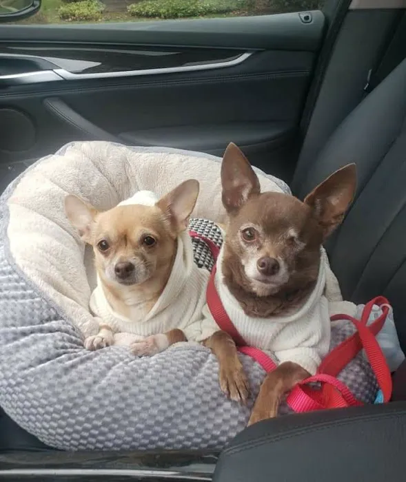 Long Island Spay and Neuter Picture 5