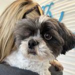Bellport Animal Hospital