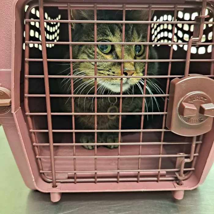 Bellport Animal Hospital Picture 2