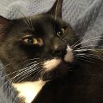 Medford Animal Hospital