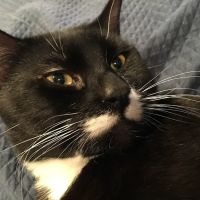 Medford Animal Hospital ico