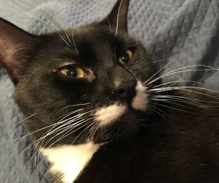 Medford Animal Hospital