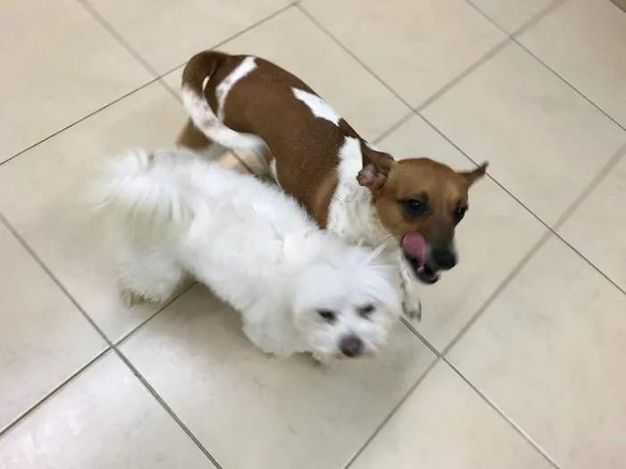 Medford Animal Hospital Picture 4