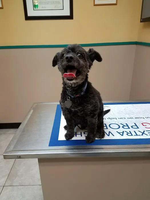 Island Veterinary Hospital Picture 7