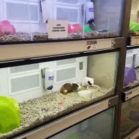 Petco ico