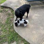 Head To Tail Animal Hospital