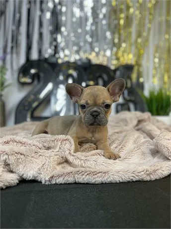 BowWow Babies Picture 4