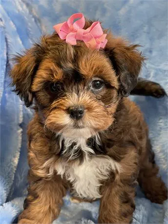 BowWow Babies Picture 2
