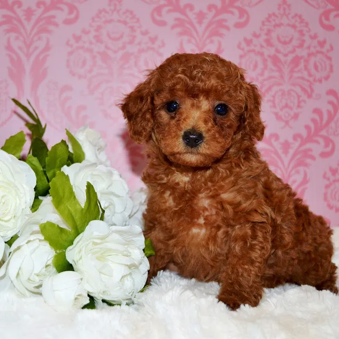 BowWow Babies Picture 9