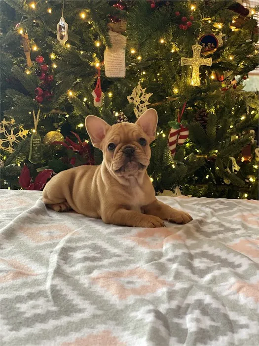 BowWow Babies Picture 6