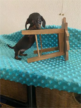BowWow Babies Picture 3
