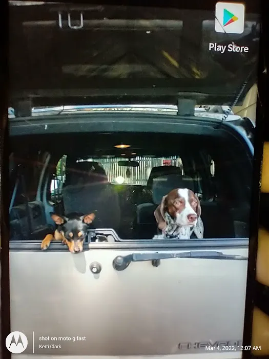 KERRI'S K9S KLINIC Picture 4