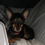 KERRI'S K9S KLINIC