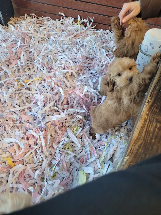 Canine Corral Picture 3