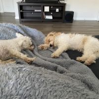 Canine Corral ico