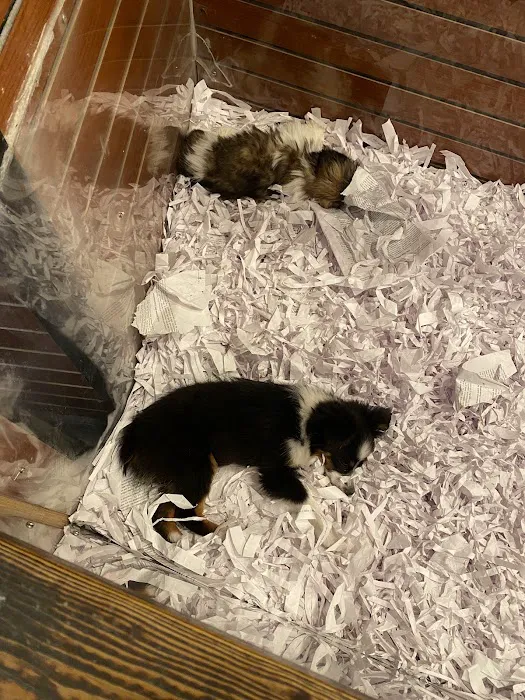 Canine Corral Picture 2