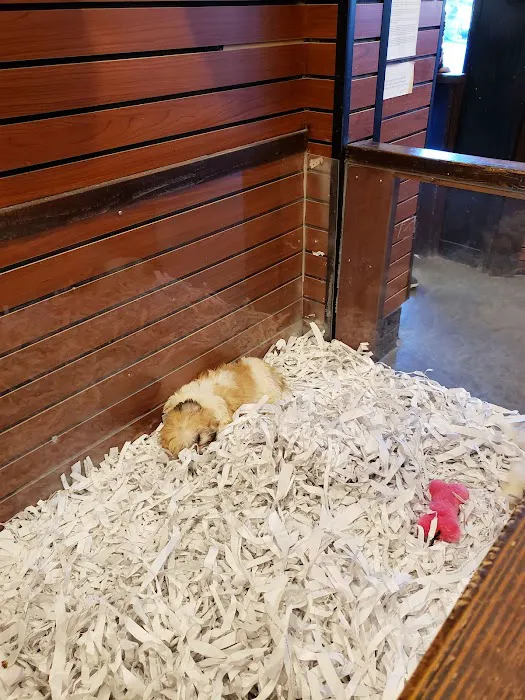 Canine Corral Picture 7