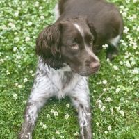 Wooded Acres Animal Hospital ico