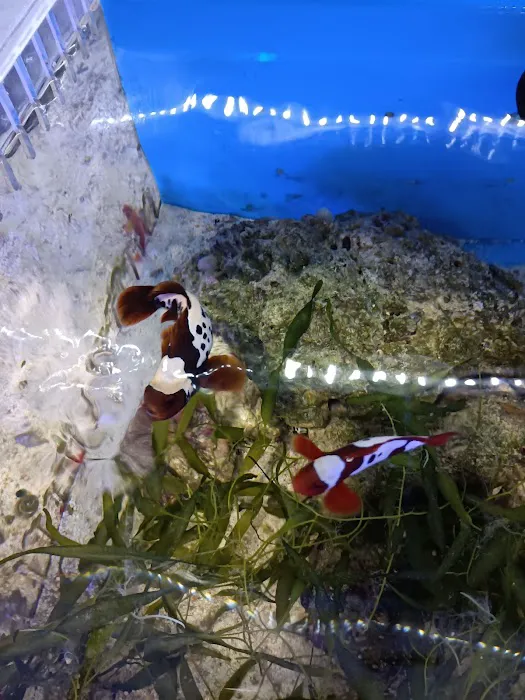 Max Reef Aquatics LLC Picture 5