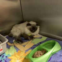 Great Neck Animal Hospital ico