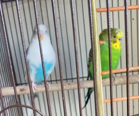 Petco