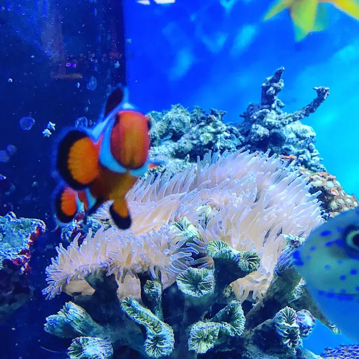 Exotic Fish & Corals Picture 7