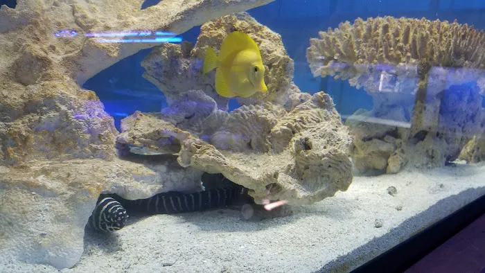 Exotic Fish & Corals Picture 6