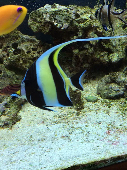 Exotic Fish & Corals Picture 4