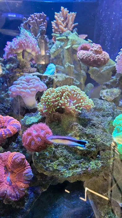 Exotic Fish & Corals Picture 3